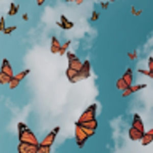 Meet your Posher, Sophia